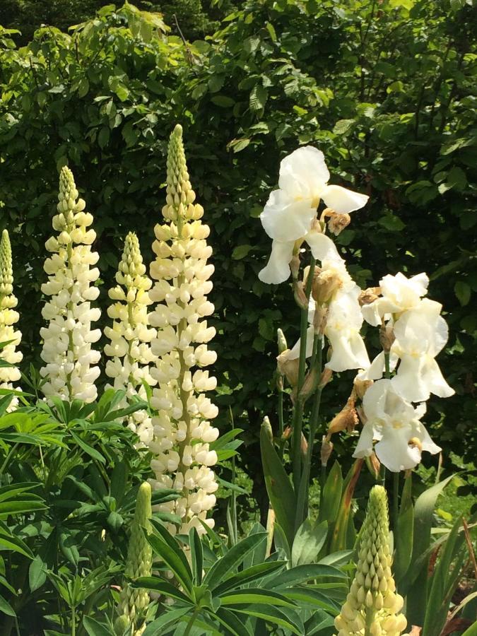 Gite "Cote Jardin" Vannecrocq Exteriér fotografie